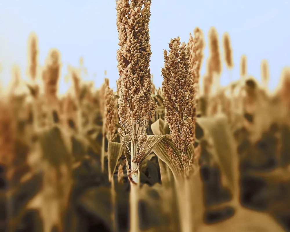 Millets